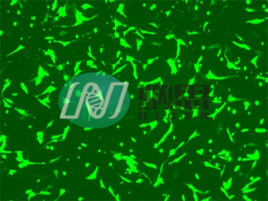 細胞瞬轉(zhuǎn)實驗